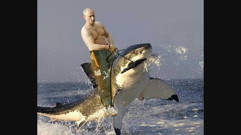 putinshark.jpg