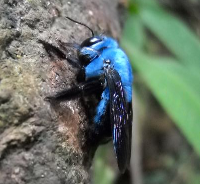 blue_bee_malaysia_kf_tung.jpg