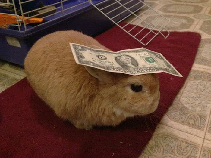 bunnymoney.jpg